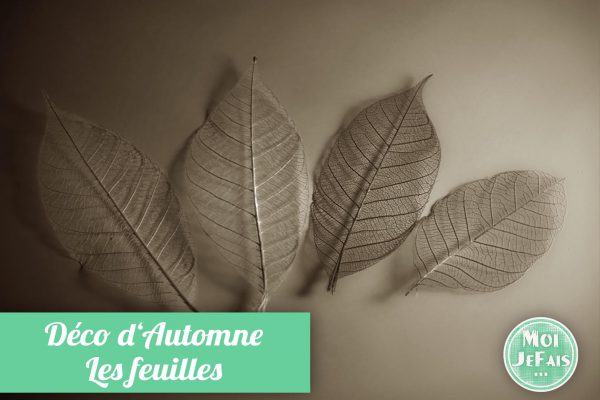 squelette de feuille